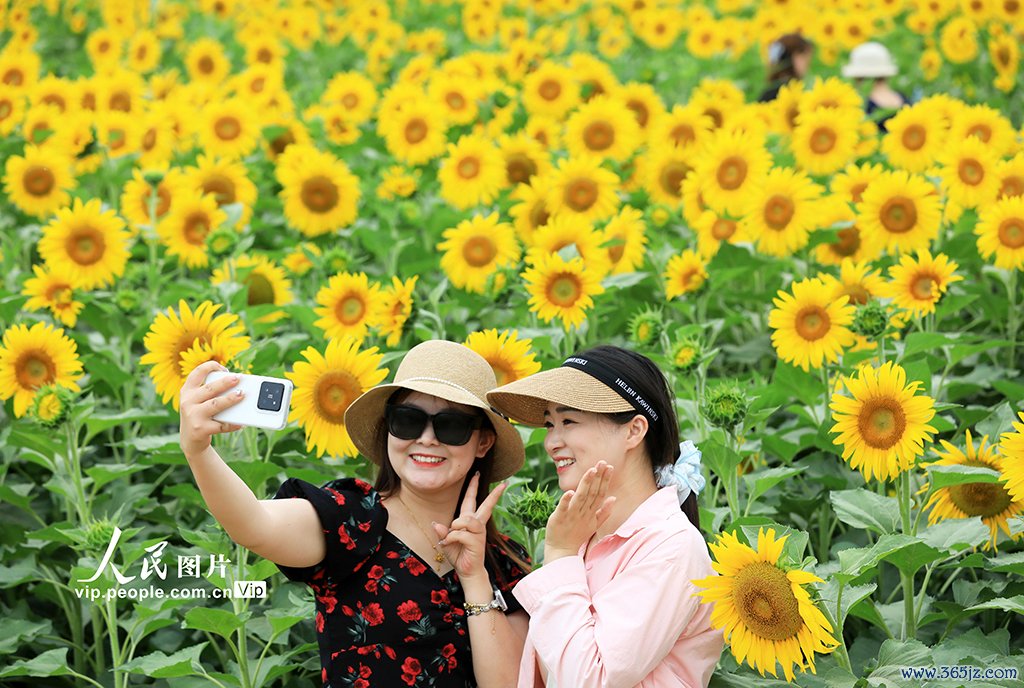 安徽淮北：芬芳夏令葵花开